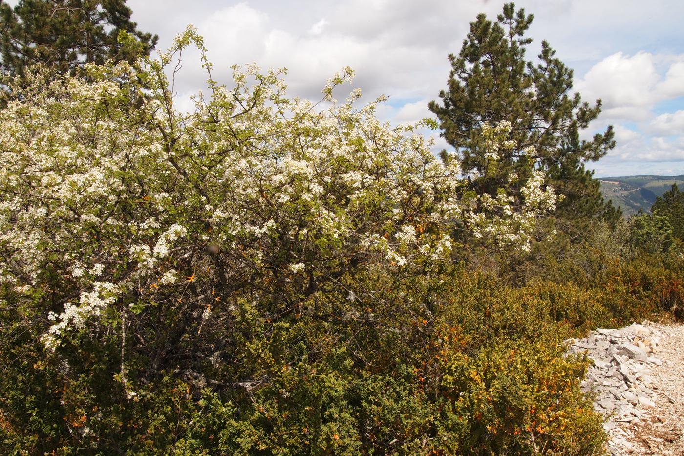 Cherry, St. Lucie's plant